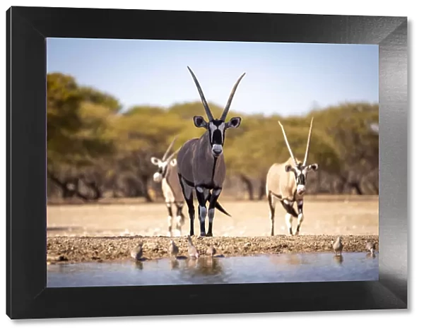 Oryx, Kahalari Desert, Botswana