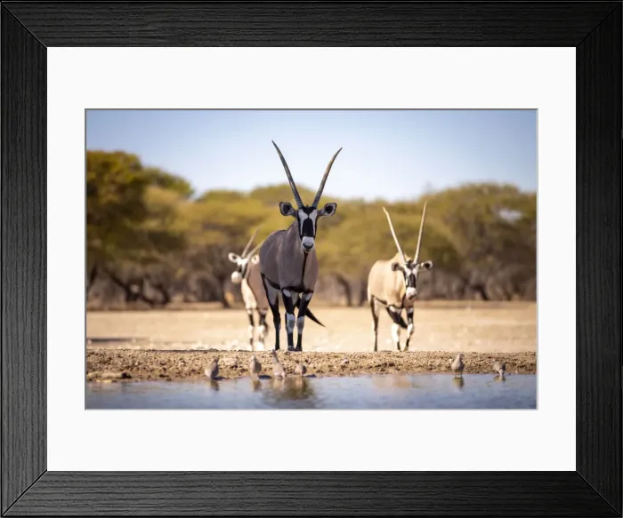 Framed Print : Oryx, Kahalari Desert, Botswana Framed Print : Oryx, Kahalari Desert, Botswana