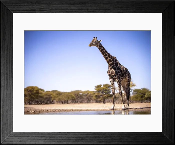 Framed Print : Giraffe, Kalahari Desert, Botswana Framed Print : Giraffe, Kalahari Desert, Botswana