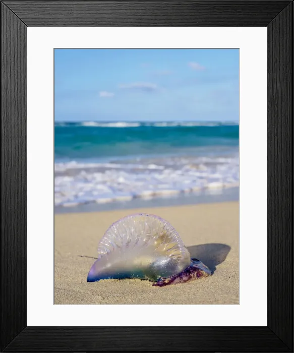 Framed Print : Portuguese Man-of-War jellyfish at Santa Maria del Mar Beach, Habana del Este, Havana Framed Print : Portuguese Man-of-War jellyfish at Santa Maria del Mar Beach, Habana del Este, Havana