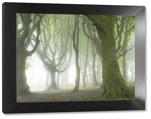 Creepy deciduous woodland in fog, Cornwall, England. Summer (July) 2020