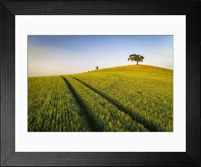 Framed Print : Crop field and lone hill top tree, Devon, England. Spring (May) 2020 Framed Print : Crop field and lone hill top tree, Devon, England. Spring (May) 2020