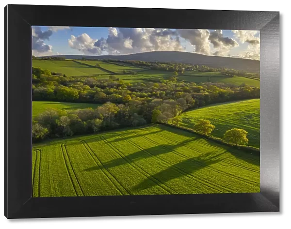 Aerial photo of rolling countryside in evening light, Livaton, Devon, England