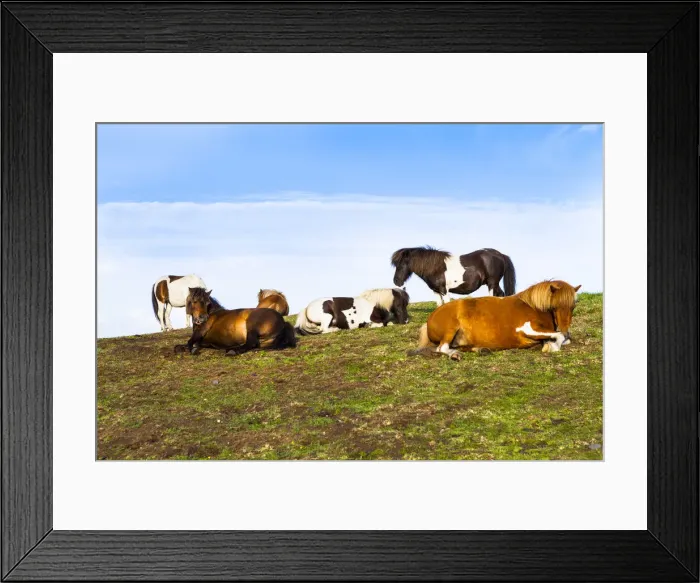 Framed Print : Horses in Boscastle, North Cornwall, Cornwall, England, UK Framed Print : Horses in Boscastle, North Cornwall, Cornwall, England, UK