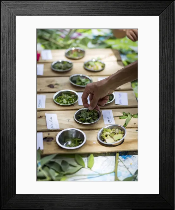 Framed Print : France, Guadeloupe, Deshaies, Training on herbs in Deshaies Botanic Garden Framed Print : France, Guadeloupe, Deshaies, Training on herbs in Deshaies Botanic Garden