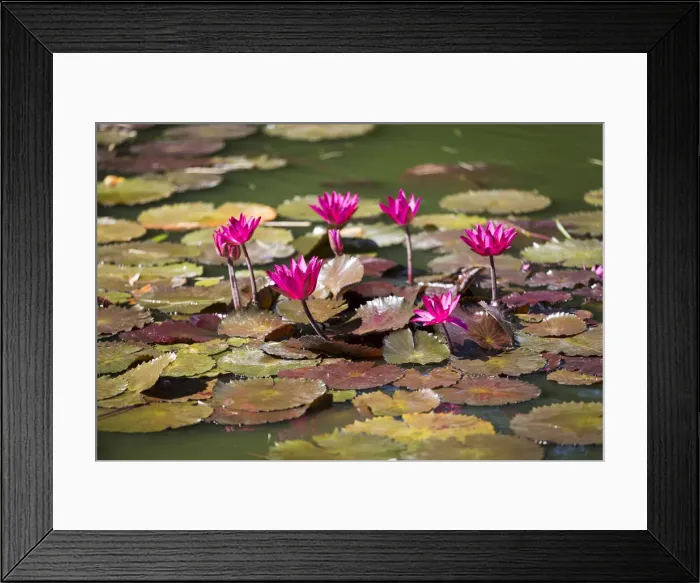 Framed Print : France, Guadeloupe, Deshaies, Nymphaea Fabiola Rose in the Botanic Garden in Deshaies