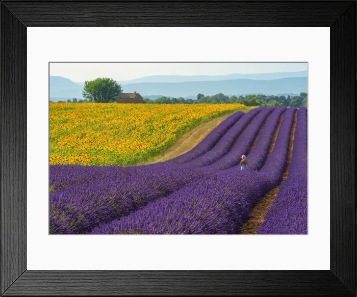 Framed Print : Europe; France; Provence-Alpes-Ca'te d Azur; Provence; Valensole; Lavender Framed Print : Europe; France; Provence-Alpes-Ca'te d Azur; Provence; Valensole; Lavender