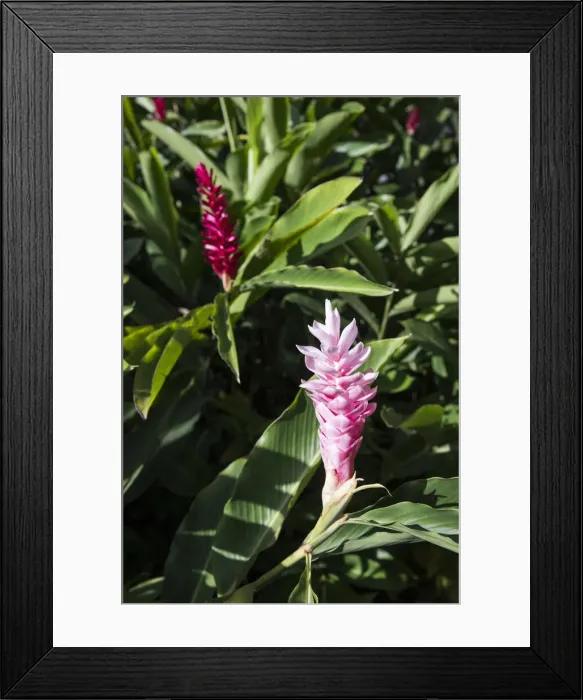 Framed Print : France, Guadeloupe, Deshaies, Alpinia Purpurata in Deshaies Botanic Garden Framed Print : France, Guadeloupe, Deshaies, Alpinia Purpurata in Deshaies Botanic Garden