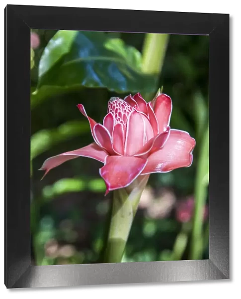 France, Guadeloupe, Deshaies, Etlingera Elatior Rose in Deshaies Botanic Garden