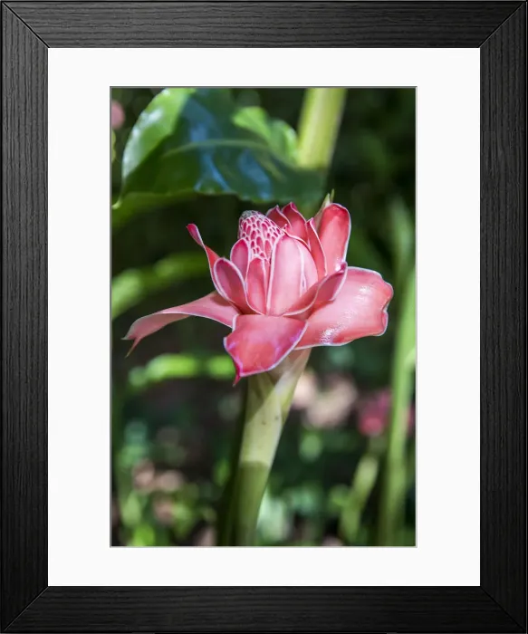 Framed Print : France, Guadeloupe, Deshaies, Etlingera Elatior Rose in Deshaies Botanic Garden Framed Print : France, Guadeloupe, Deshaies, Etlingera Elatior Rose in Deshaies Botanic Garden