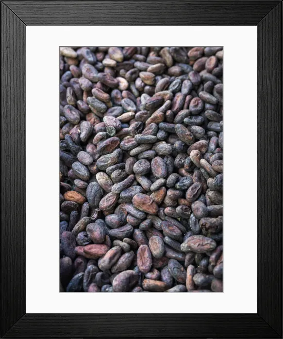 Framed Print : France, Guadalupe, Pointe Noire, Toasted cacao seeds at the Maison du Cacao Framed Print : France, Guadalupe, Pointe Noire, Toasted cacao seeds at the Maison du Cacao