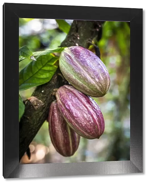 France, Guadalupe, Pointe Noire, Cacao fruits at the Maison du Cacao