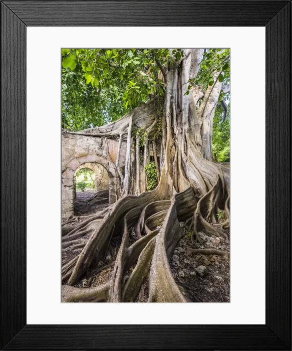 Framed Print : France, Guadalupe, Petit-Canal, Ruins of the Petit-Canal prison with the roots of a Framed Print : France, Guadalupe, Petit-Canal, Ruins of the Petit-Canal prison with the roots of a