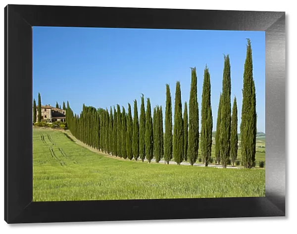 Europe; Italy; Tuscany; Florence; Montepulciano, farmhouse and Cypress alley