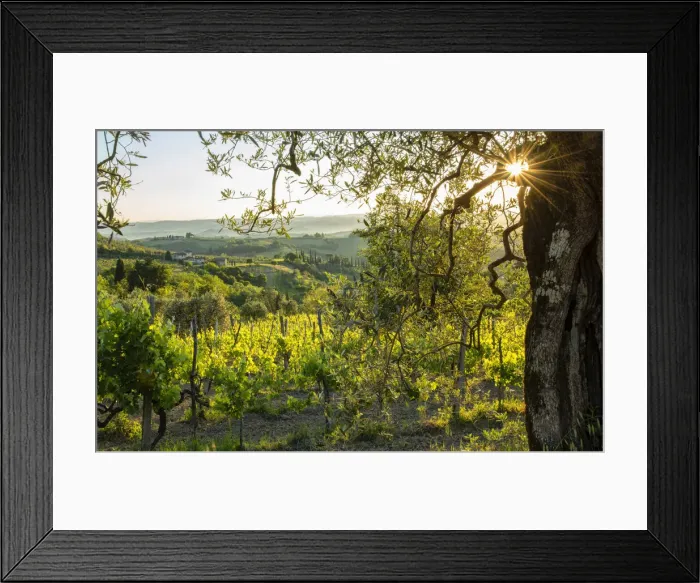 Framed Print : Europe, Italy, Tuscany, Florence, San Gimignano, Vineyard (m) Framed Print : Europe, Italy, Tuscany, Florence, San Gimignano, Vineyard (m)