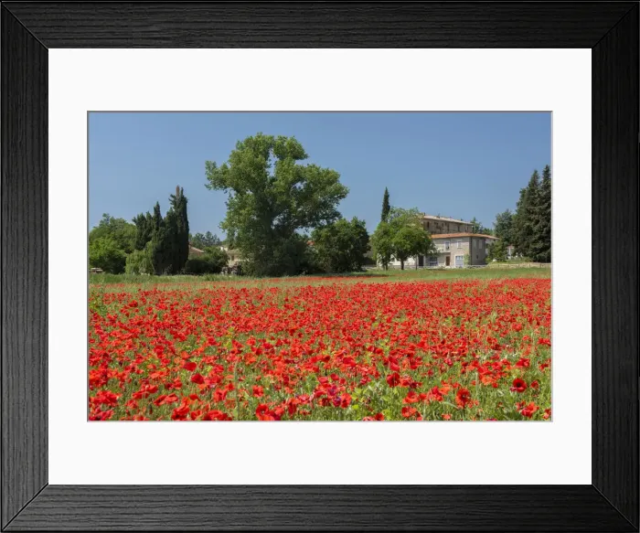 Framed Print : Europe, Italy, Tuscany, Toscana, Arezzo, poppy fields in bloom (m) Framed Print : Europe, Italy, Tuscany, Toscana, Arezzo, poppy fields in bloom (m)