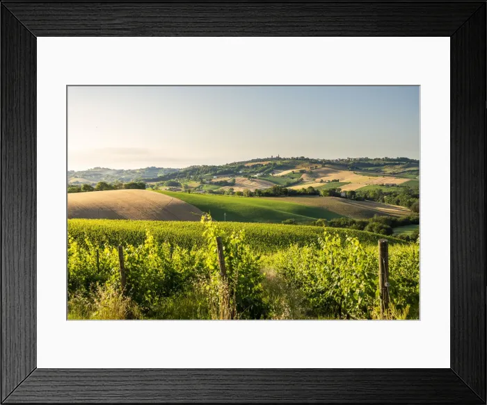 Framed Print : hills and vineyards in Marche region, Central Italy. Urbisaglia, Macerata district