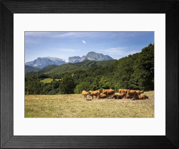 Framed Print : Italy, Tuscany, Serchio Valley, Pastures with cow and view to the Apuane Alps in