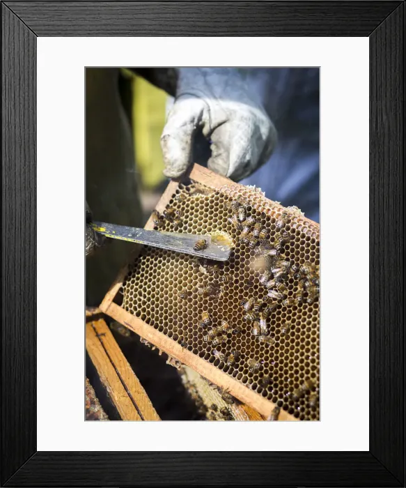 Framed Print : Italy, Tuscany, Serchio Valley, Bees and honey in a beehive in the Il Ciocco farmstead Framed Print : Italy, Tuscany, Serchio Valley, Bees and honey in a beehive in the Il Ciocco farmstead