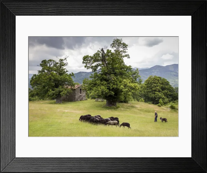 Framed Print : Italy, Tuscany, Serchio Valley, A shepherd with black sheeps in the pastures of Il Ciocco Framed Print : Italy, Tuscany, Serchio Valley, A shepherd with black sheeps in the pastures of Il Ciocco