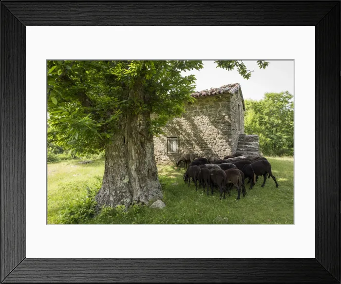 Framed Print : Italy, Tuscany, Serchio Valley, Black sheeps in the pastures of Il Ciocco farmstead Framed Print : Italy, Tuscany, Serchio Valley, Black sheeps in the pastures of Il Ciocco farmstead