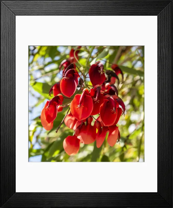 Framed Print : europe, Italy, Latium. Rome, the flowers of the rare cockspur coral tree in the Vatican Framed Print : europe, Italy, Latium. Rome, the flowers of the rare cockspur coral tree in the Vatican