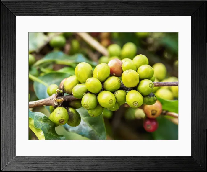 Framed Print : Coffea Cherries at Coffee Plantation, Blue Mountains, Saint Andrew Parish, Jamaica