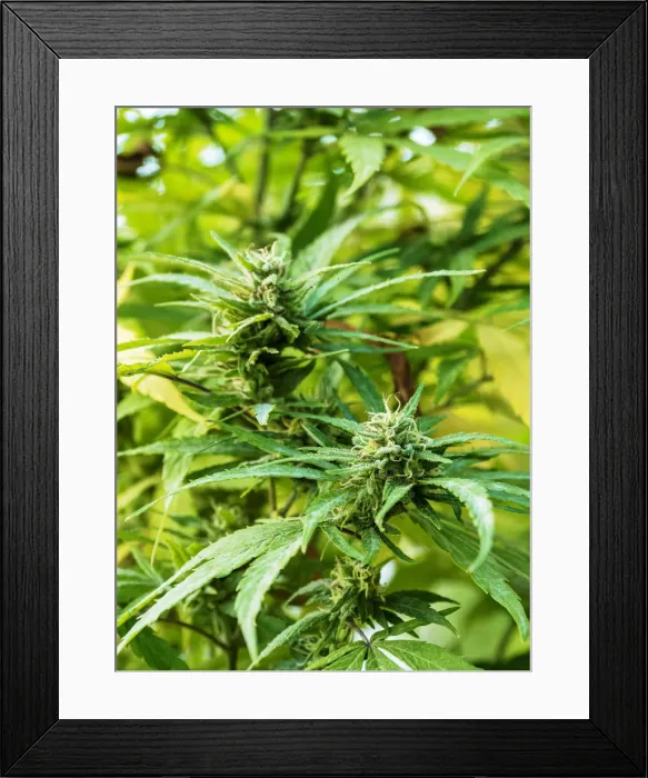 Framed Print : Marijuana Plant at Rastafarian Community, Blue Mountains, Saint Andrew Parish, Jamaica Framed Print : Marijuana Plant at Rastafarian Community, Blue Mountains, Saint Andrew Parish, Jamaica