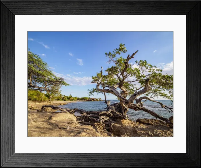 Framed Print : Lone Tree by the Jack Sprat Beach, Treasure Beach, Saint Elizabeth Parish, Jamaica Framed Print : Lone Tree by the Jack Sprat Beach, Treasure Beach, Saint Elizabeth Parish, Jamaica