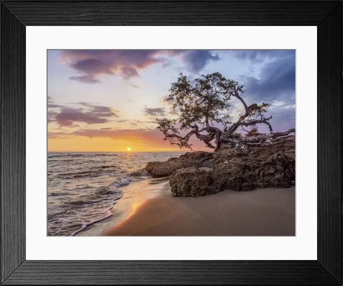 Framed Print : Lone Tree by the Jack Sprat Beach at sunset, Treasure Beach, Saint Elizabeth Parish Framed Print : Lone Tree by the Jack Sprat Beach at sunset, Treasure Beach, Saint Elizabeth Parish