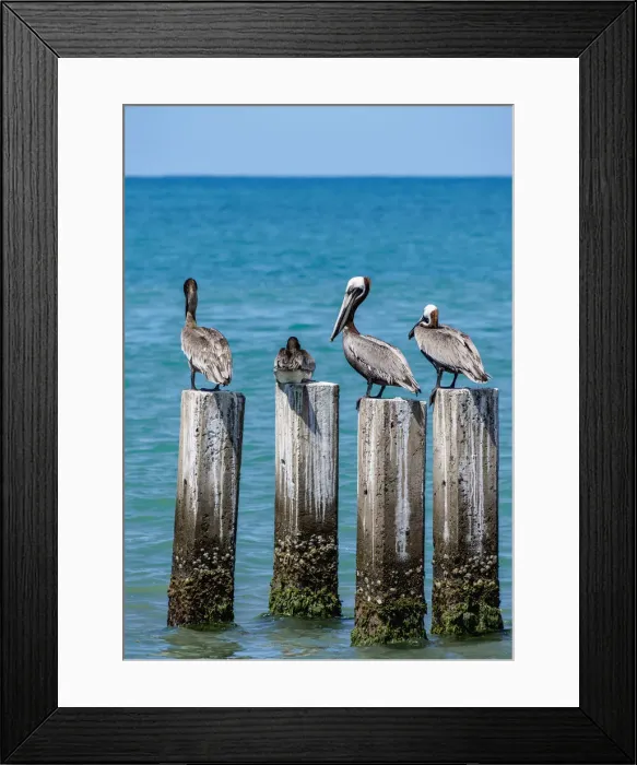 Framed Print : Brown Pelicans (Pelecanus occidentalis) by the Great Bay Beach, Treasure Beach Framed Print : Brown Pelicans (Pelecanus occidentalis) by the Great Bay Beach, Treasure Beach