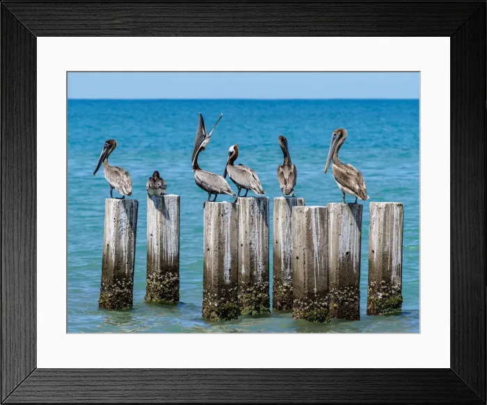 Framed Print : Brown Pelicans (Pelecanus occidentalis) by the Great Bay Beach, Treasure Beach Framed Print : Brown Pelicans (Pelecanus occidentalis) by the Great Bay Beach, Treasure Beach