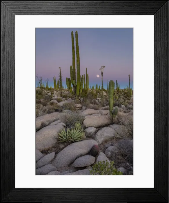 Framed Print : Latin America, Central America, Mexico, mexican, Baja, Baja California Framed Print : Latin America, Central America, Mexico, mexican, Baja, Baja California