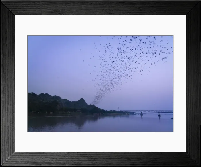 Framed Print : Thousands of bats leaving cave by Thanlyin River at dusk, Hpa-an, Hpa-an Township Framed Print : Thousands of bats leaving cave by Thanlyin River at dusk, Hpa-an, Hpa-an Township