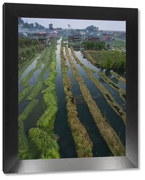 Aerial view of village and floating gardens before sunrise, Lake Inle