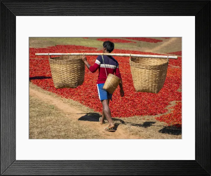 Framed Print : Man carrying big wicker baskets for dried red chili peppers, near Kalaw, Kalaw Township Framed Print : Man carrying big wicker baskets for dried red chili peppers, near Kalaw, Kalaw Township