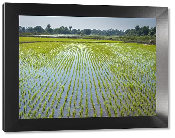 Rice field near Bagaya monastery, Inwa (Ava), Mandalay Region, Myanmar