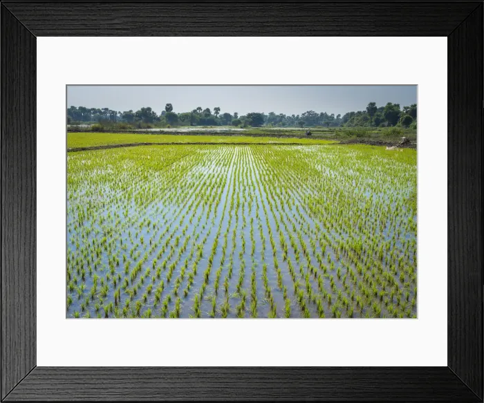Framed Print : Rice field near Bagaya monastery, Inwa (Ava), Mandalay Region, Myanmar Framed Print : Rice field near Bagaya monastery, Inwa (Ava), Mandalay Region, Myanmar