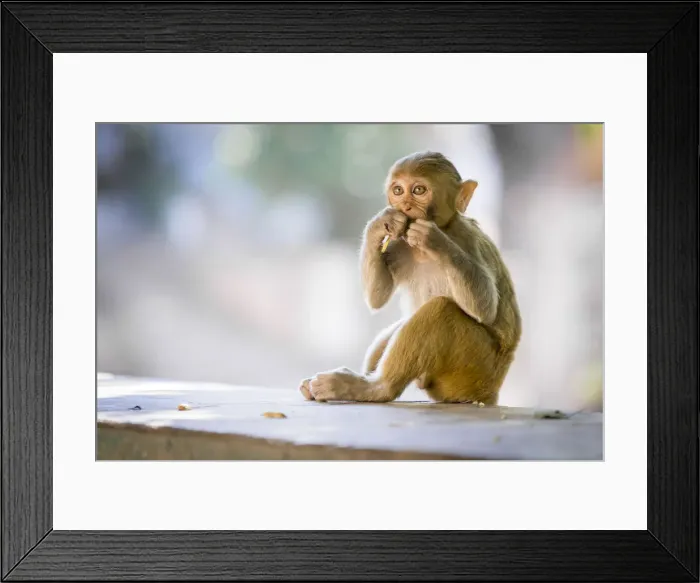 Framed Print : Monkey at Hpo Win Daung Caves (AKA Phowintaung Caves), Monywa, Monywa Township Framed Print : Monkey at Hpo Win Daung Caves (AKA Phowintaung Caves), Monywa, Monywa Township