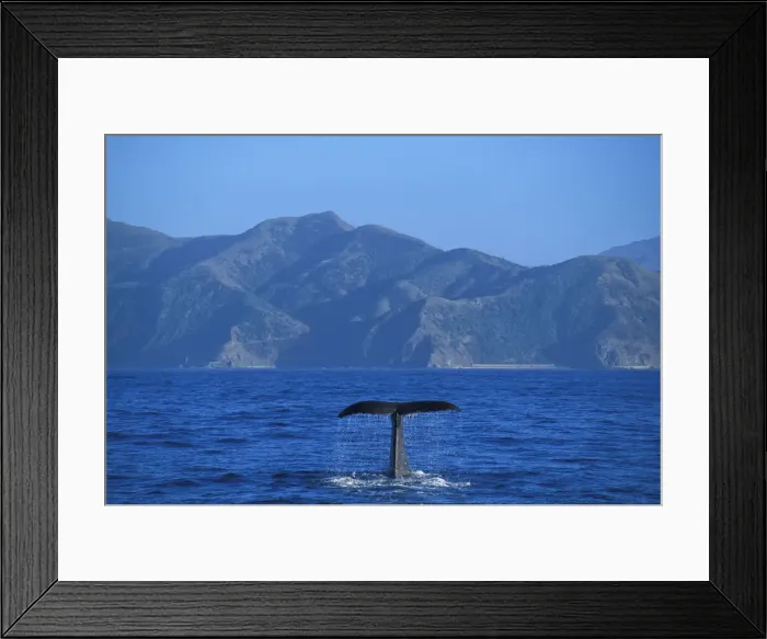 Framed Print : New Zealand, South Island, Kaikoura, Whale Watch Cruise, Sperm Whale Framed Print : New Zealand, South Island, Kaikoura, Whale Watch Cruise, Sperm Whale