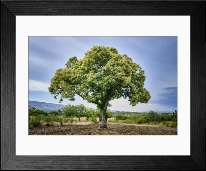 Framed Print : Chestnut tree with blossoming spring flowers. Vilar de Perdizes, Montalegre Framed Print : Chestnut tree with blossoming spring flowers. Vilar de Perdizes, Montalegre