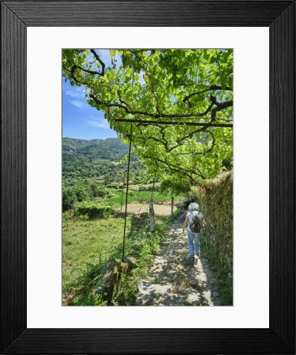 Framed Print : The pleasant shadowy walking trails of Sistelo, covered by grapevines (latadas) Framed Print : The pleasant shadowy walking trails of Sistelo, covered by grapevines (latadas)