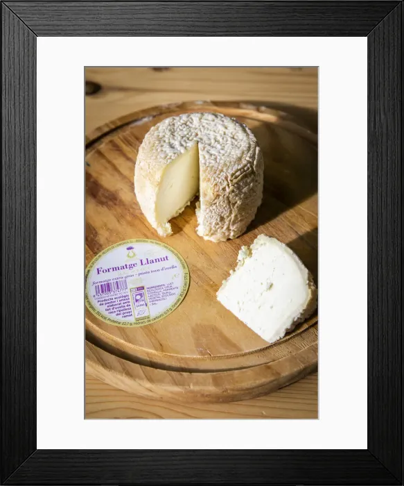 Framed Print : Europe, Spain, Catalonia, Siruana d Empordaa, Tasting of the Llanut (woolly Framed Print : Europe, Spain, Catalonia, Siruana d Empordaa, Tasting of the Llanut (woolly