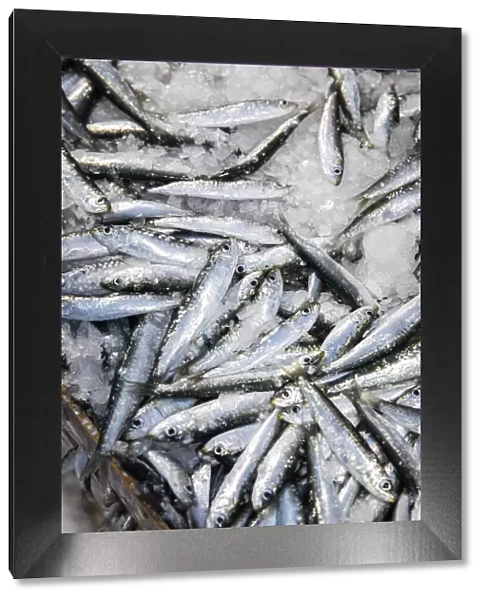 Europe, Spain, Catalonia, L Escala, A box of Sardines recently catched