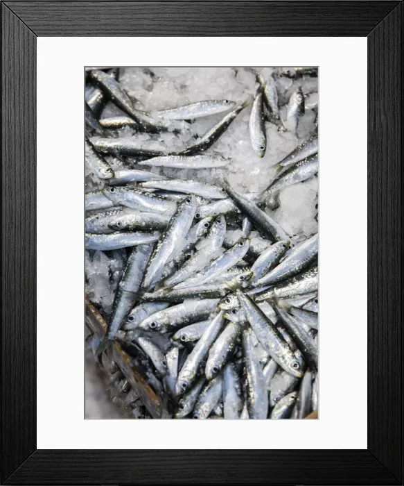 Framed Print : Europe, Spain, Catalonia, L Escala, A box of Sardines recently catched Framed Print : Europe, Spain, Catalonia, L Escala, A box of Sardines recently catched