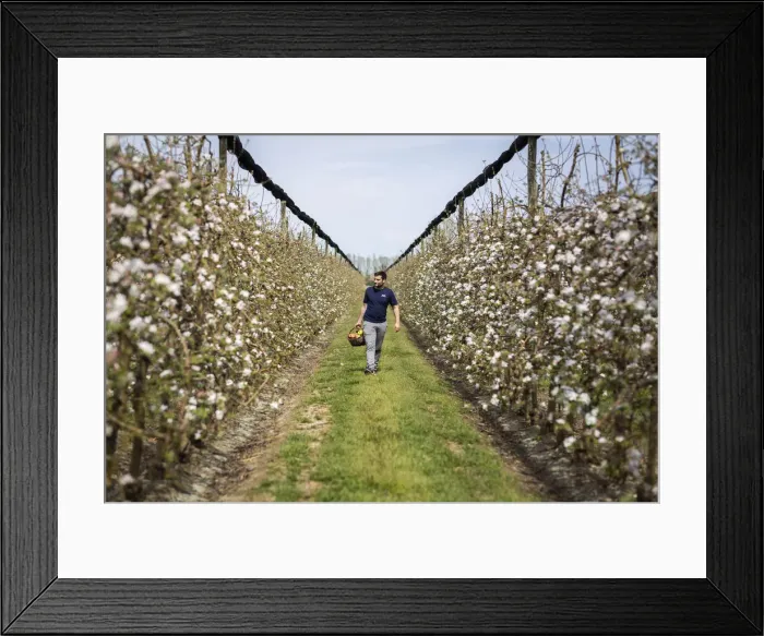 Framed Print : Europe, Spain, Catalonia, Costa Brava, Gerona, An entrepreneur checking the status of his Framed Print : Europe, Spain, Catalonia, Costa Brava, Gerona, An entrepreneur checking the status of his