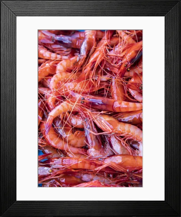 Framed Print : Spagna - Costa Brava - Food Joan Roca. Vaschetta di gamberi rossi appena pescati Framed Print : Spagna - Costa Brava - Food Joan Roca. Vaschetta di gamberi rossi appena pescati