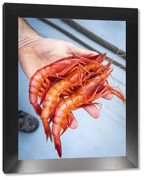 Europe, Spain, Catalonia, Costa Brava, Palamos, A fisherman shows recently catched
