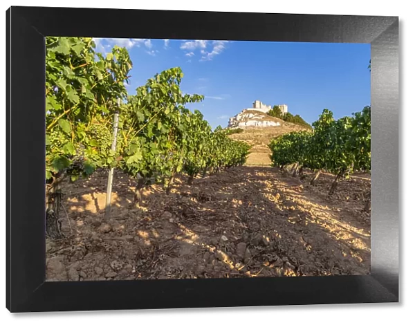 Vineyard with Castle of Penafiel in the background, Penafiel, Castile and Leon, Spain
