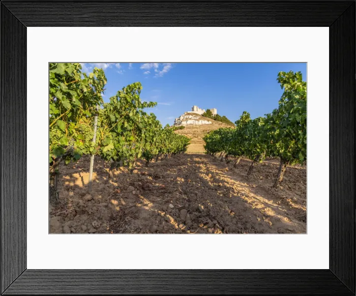 Framed Print : Vineyard with Castle of Penafiel in the background, Penafiel, Castile and Leon, Spain Framed Print : Vineyard with Castle of Penafiel in the background, Penafiel, Castile and Leon, Spain